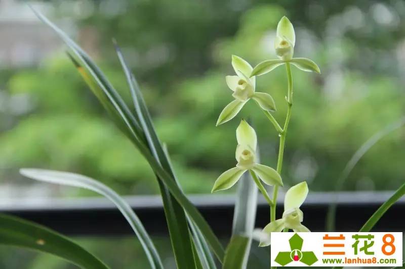 鍒濊瘑鍏拌姳,鍒濊瘑姝﹀し宀╄尪