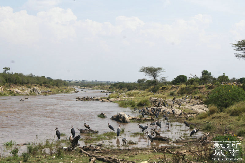 2021年东非动物大迁徙全程直播,东非草原野生动物大迁徙