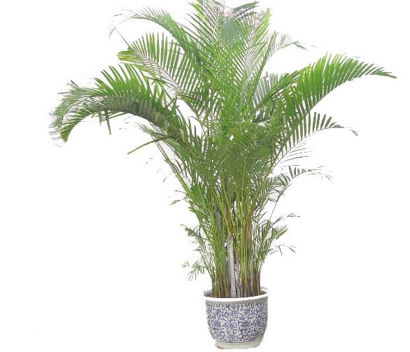 雾霾天气如何生活,雾霾天怎么过