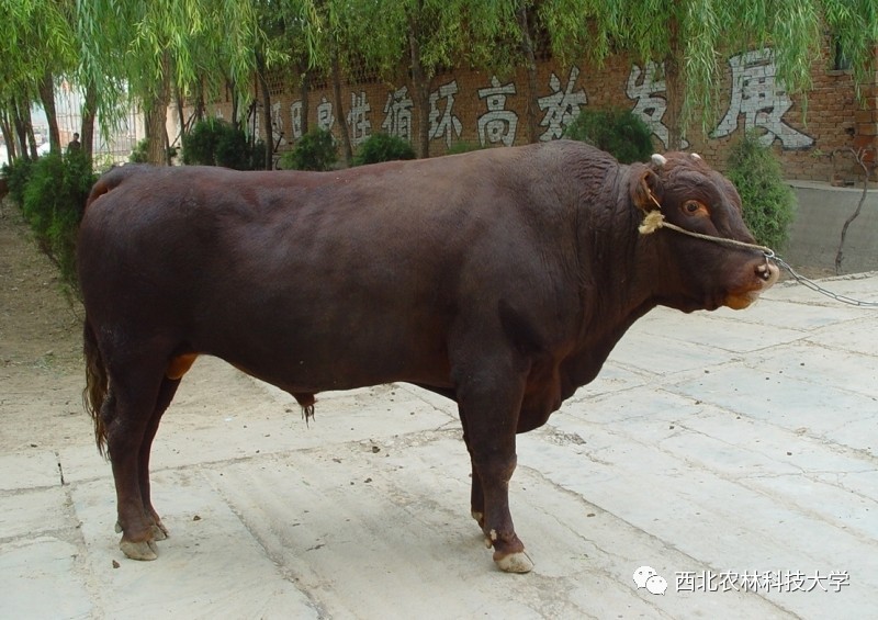 土豆烧牛肉最正宗做法视频,土豆烧牛肉为什么牛肉很硬