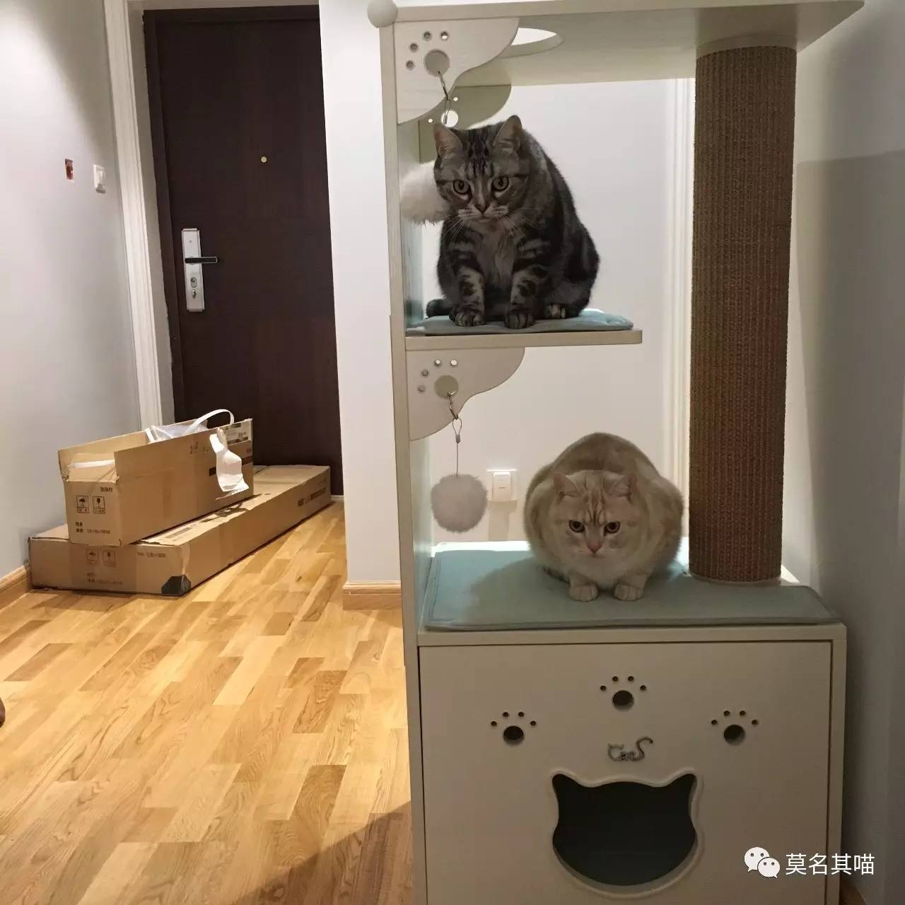 被糊一脸也绝不屈服！菠萝*药嗑**记