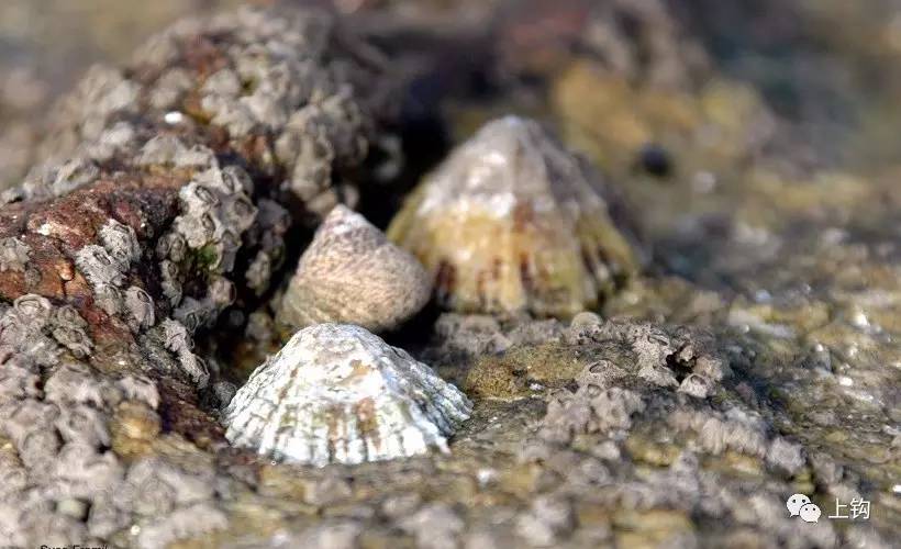 钓钩上饵技巧,上勾下回详细教学