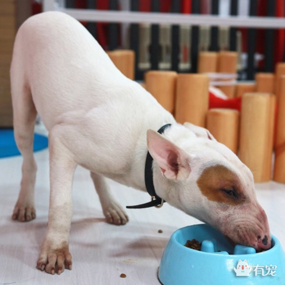 如何分辨宠物喜欢吃什么 (怎样知道自己的宠物适合吃什么)