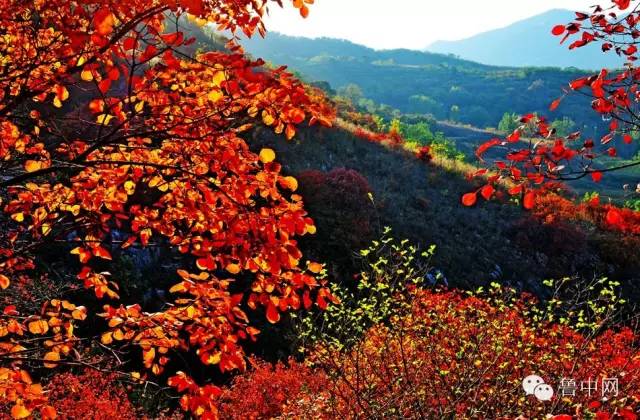 淄博！山东最冤的一个市？