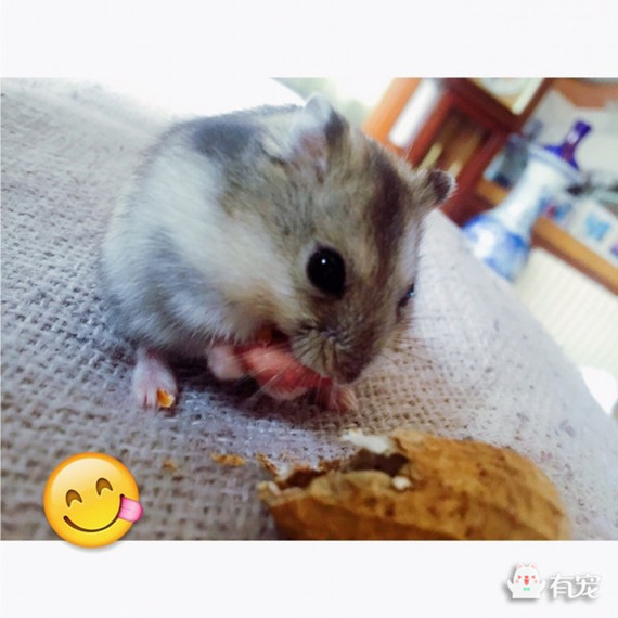 如何分辨宠物喜欢吃什么 (怎样知道自己的宠物适合吃什么)