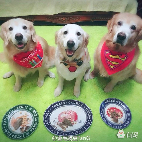 如何分辨宠物喜欢吃什么 (怎样知道自己的宠物适合吃什么)