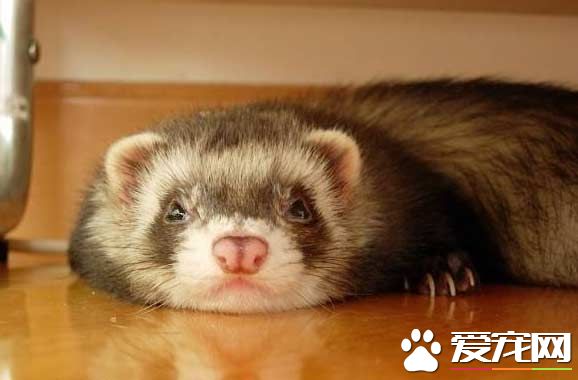 宠物貂玛雪儿和安格鲁的区别,宠物貂属于什么类型的宠物