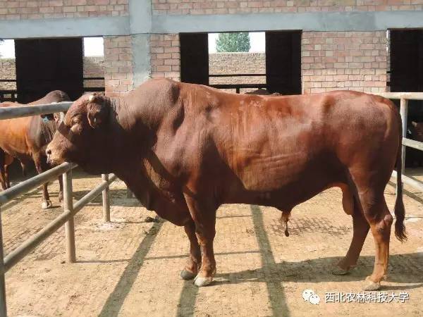 土豆烧牛肉最正宗做法视频,土豆烧牛肉为什么牛肉很硬