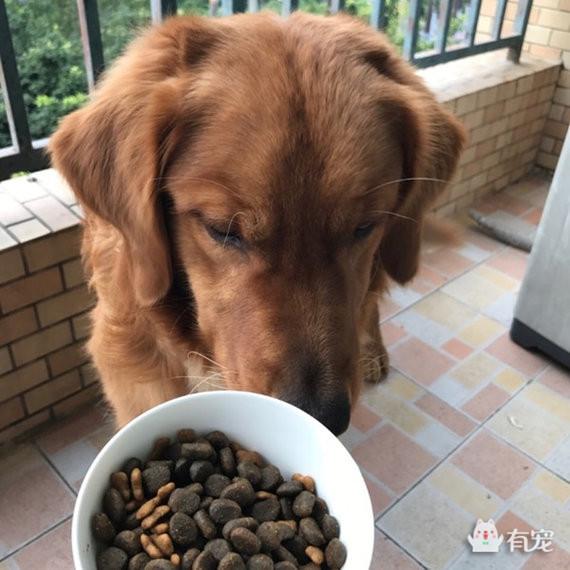 如何分辨宠物喜欢吃什么 (怎样知道自己的宠物适合吃什么)