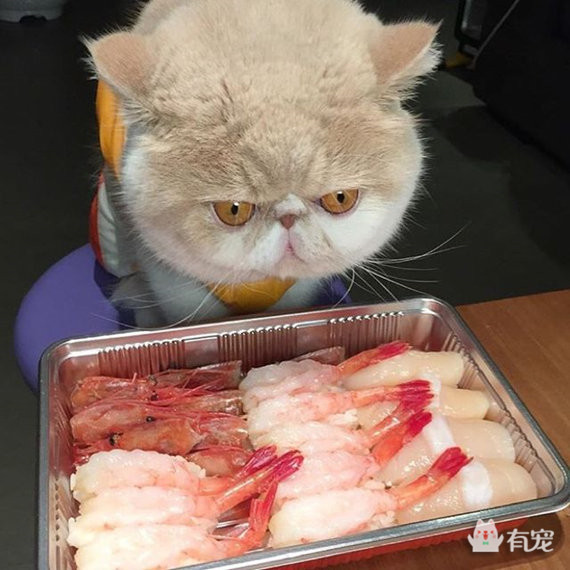 如何分辨宠物喜欢吃什么 (怎样知道自己的宠物适合吃什么)