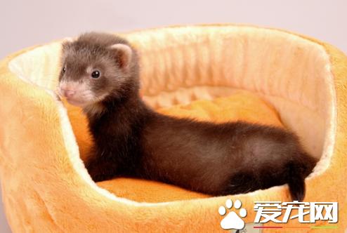 宠物貂玛雪儿和安格鲁的区别,宠物貂属于什么类型的宠物