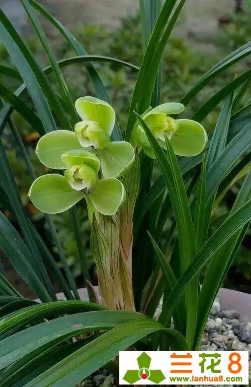 鍒濊瘑鍏拌姳,鍒濊瘑姝﹀し宀╄尪