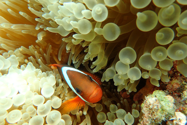 帕劳怎么玩,我来教你怎么玩打野