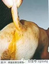 猪大肠杆菌防治,育肥猪大肠杆菌病怎么治疗