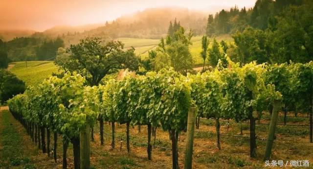 加州红酒属于什么档次,加州的葡萄酒怎么样