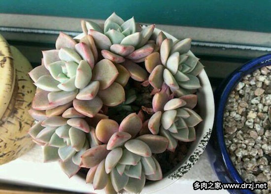 多肉品种是怎么杂交出来的,跨物种杂交成功的有哪些