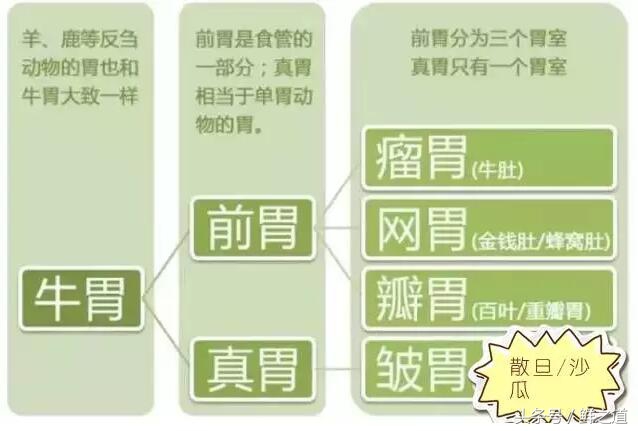 牛肚的部位分解图和吃法,牛肚养胃的做法