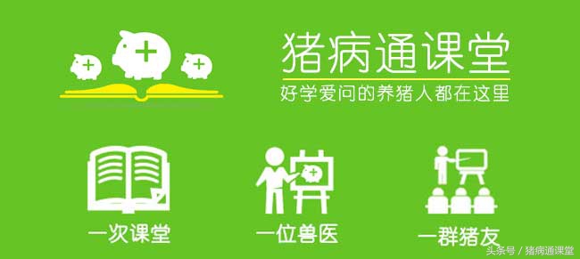 母猪生下小猪没有奶水怎么办,母猪奶水少小猪吃不饱怎么办