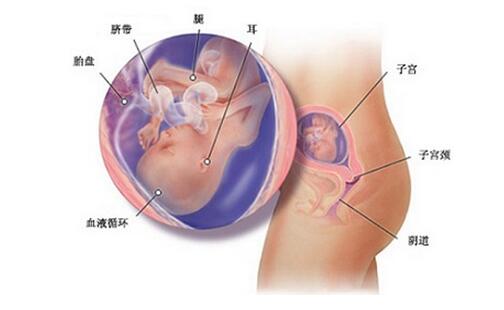 17-19周胎儿发育标准,30-32周胎儿发育标准