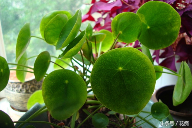 镜面草可以放入鱼缸养吗,镜面草怎么养才能长绿