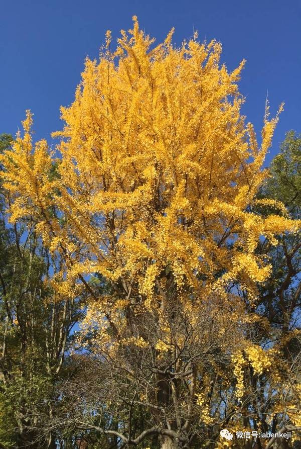 京都大阪名古屋旅游攻略,东京大阪名古屋京都自由行