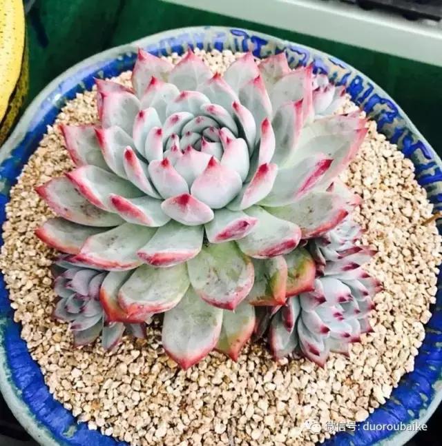 多肉植物服盆养殖方法,多肉服盆期不消耗叶片