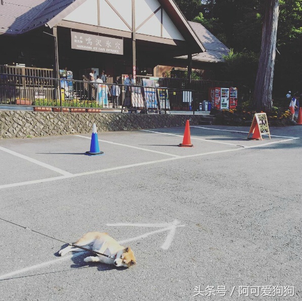 狗狗一牵引就不动怎么办,狗狗一撒手就叫不回来怎么办