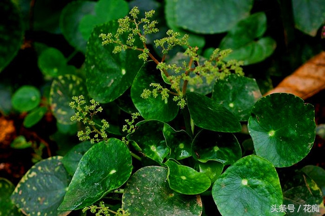 镜面草可以放入鱼缸养吗,镜面草怎么养才能长绿