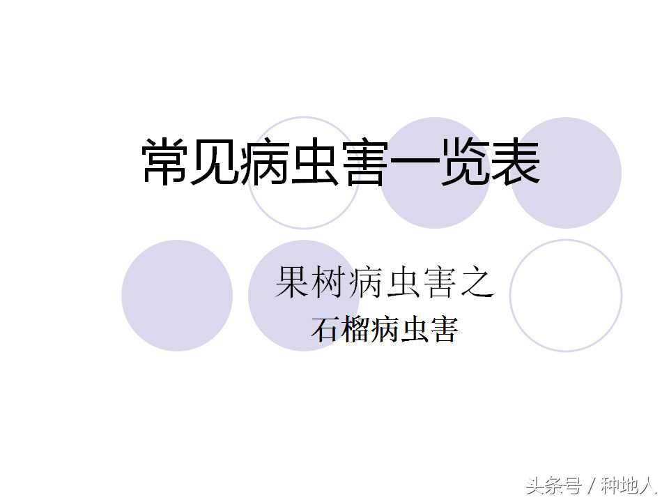 石榴虫害叶子卷曲,石榴虫害最佳防治方法