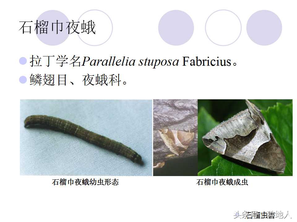 石榴虫害叶子卷曲,石榴虫害最佳防治方法