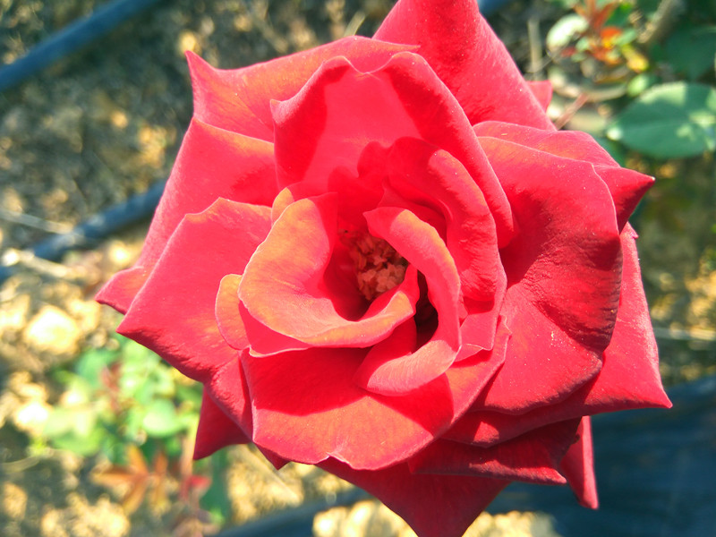 30种小植物,有大作用却很少有人知道的植物