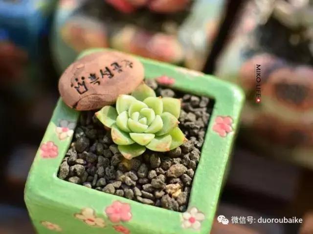 养肉路上不孤独，这些多肉趣事，你遇到过吗？