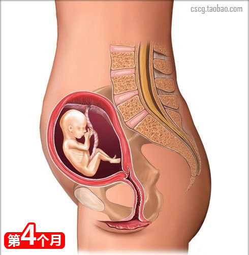 什么食物会导致先兆流产,18种吃胎现象及解决办法