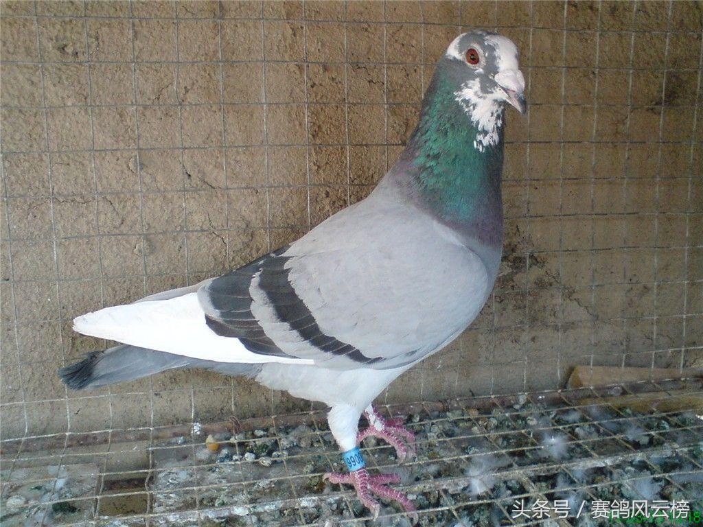 公棚：别仅沦为有钱人的游戏！