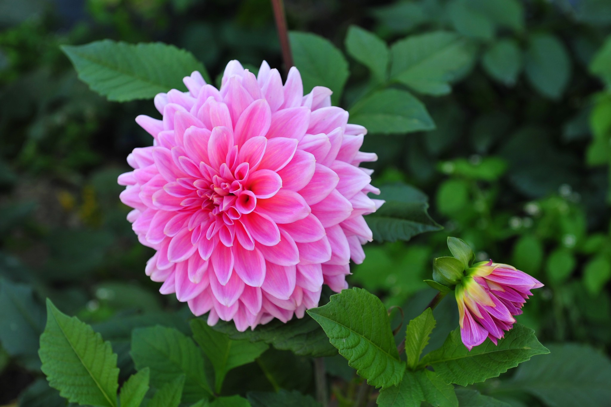 30种小植物,有大作用却很少有人知道的植物
