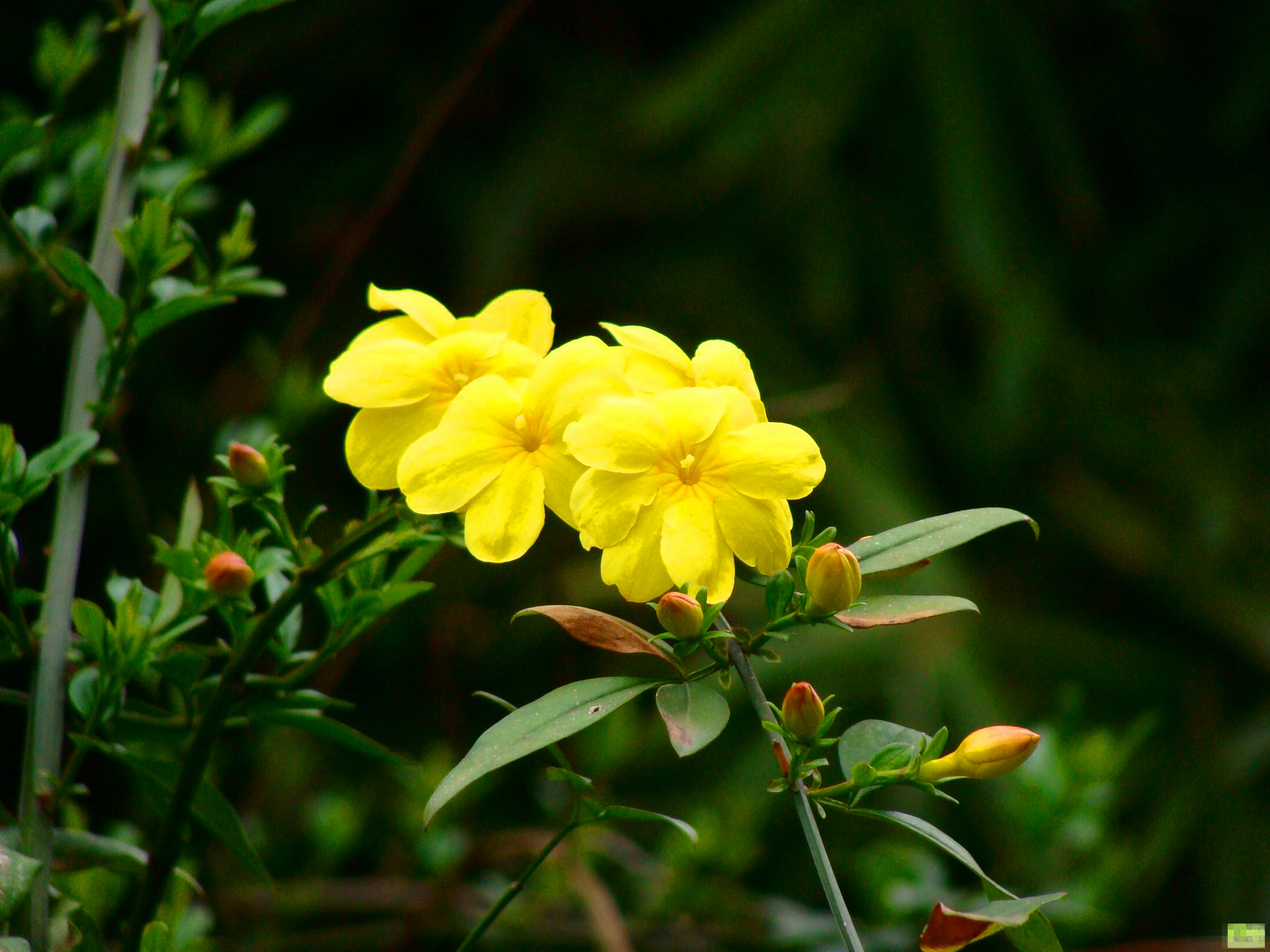 30种小植物,有大作用却很少有人知道的植物