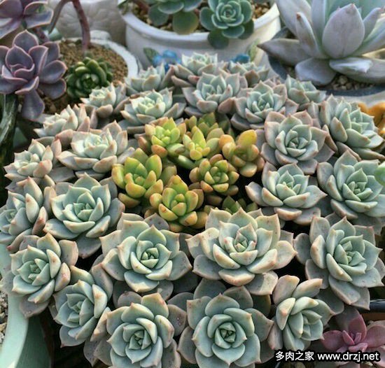 多肉品种是怎么杂交出来的,跨物种杂交成功的有哪些
