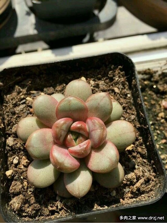 多肉品种是怎么杂交出来的,跨物种杂交成功的有哪些