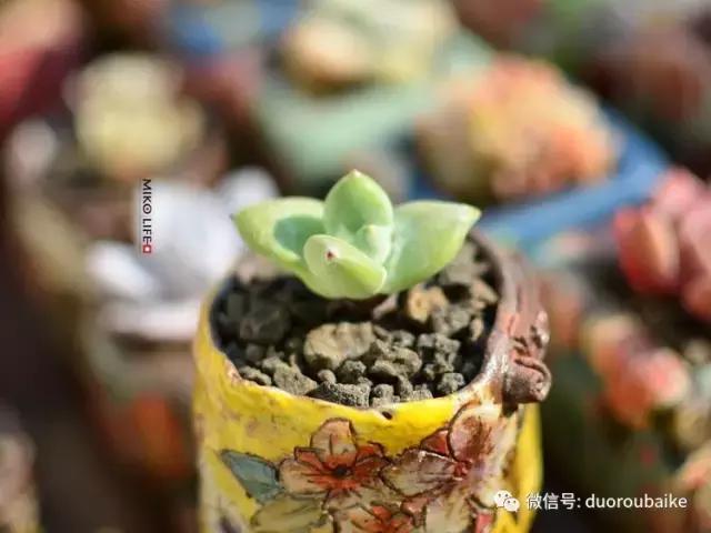 养肉路上不孤独，这些多肉趣事，你遇到过吗？