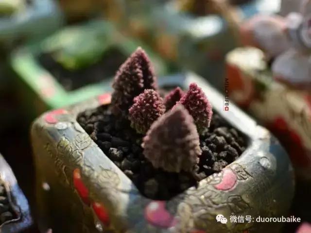 养肉路上不孤独，这些多肉趣事，你遇到过吗？