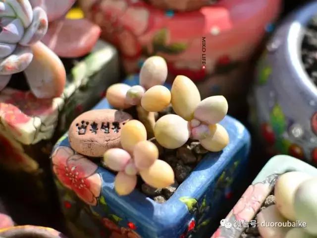 养肉路上不孤独，这些多肉趣事，你遇到过吗？