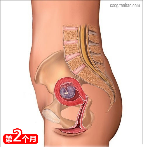 什么食物会导致先兆流产,18种吃胎现象及解决办法