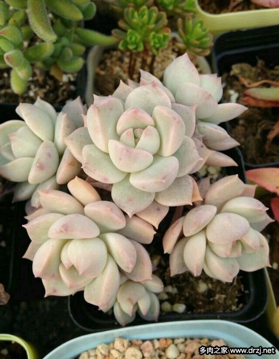多肉品种是怎么杂交出来的,跨物种杂交成功的有哪些