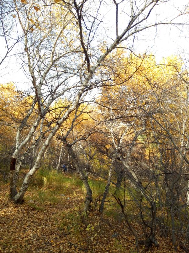 张北的草原天路之旅,张北天路攻略