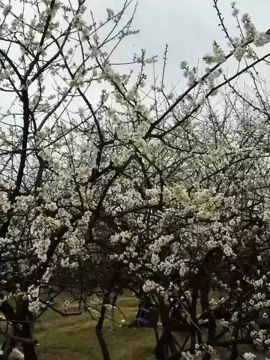 元旦跨年广州去哪玩免费,元旦去哪儿玩广州附近