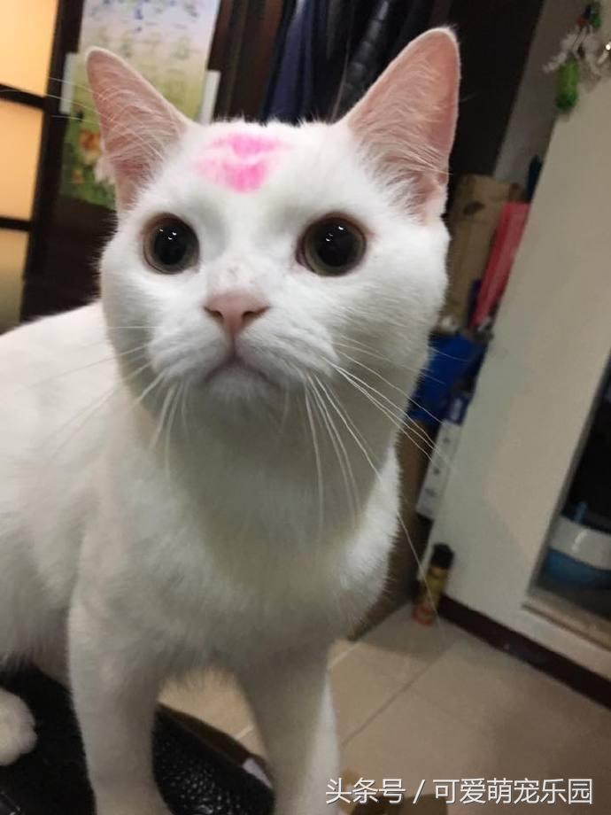 猫咪烤火把自己的毛烧着了,猫咪的胡子都烫成大波浪了