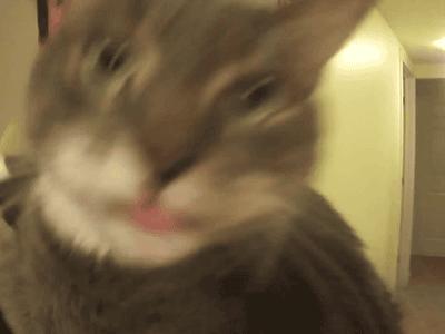 猫咪烤火把自己的毛烧着了,猫咪的胡子都烫成大波浪了