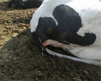 牛下崽后胎衣不下怎么治疗,牛三天胎衣不下的治疗方法