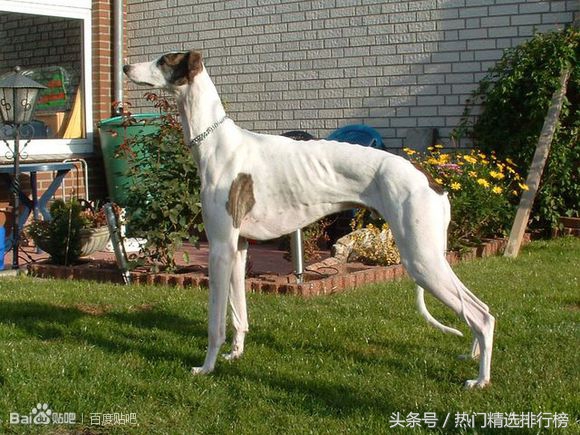 训泰迪狗口令及手势,灵缇惠比特犬训练视频