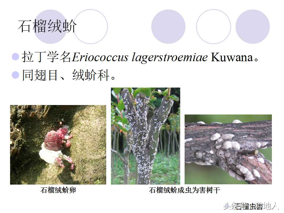 石榴虫害叶子卷曲,石榴虫害最佳防治方法